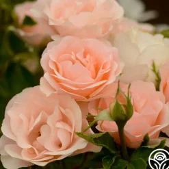 Heirloom Roses Anne Hathaway™ Outlet