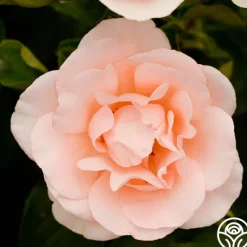Heirloom Roses Anne Hathaway™ Outlet