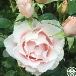 Heirloom Roses Anne Hathaway™ Outlet