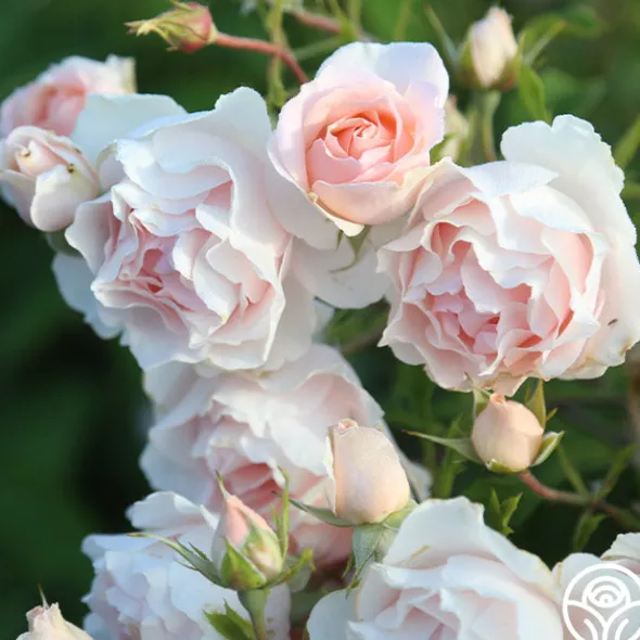 Heirloom Roses Anne Hathaway™ Outlet