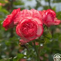 Heirloom Roses Antique Outlet