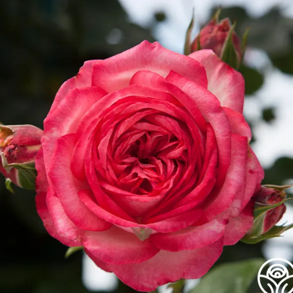 Heirloom Roses Antique Outlet