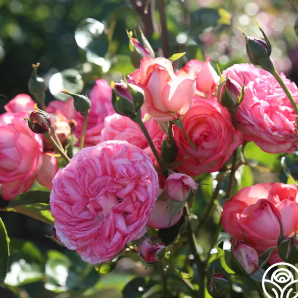 Heirloom Roses Antique Outlet