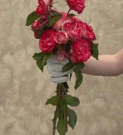 Heirloom Roses Antique Outlet