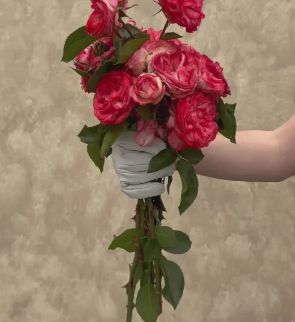 Heirloom Roses Antique Outlet