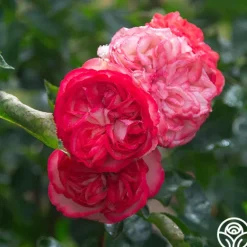 Heirloom Roses Antique Outlet