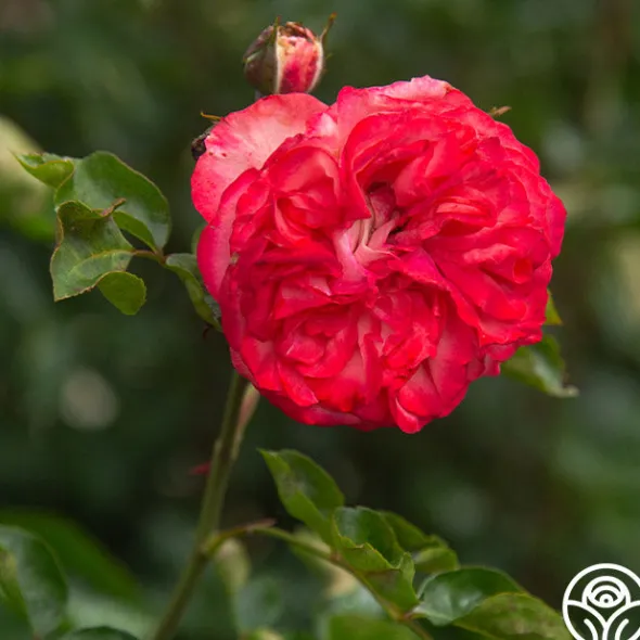 Heirloom Roses Antique Outlet