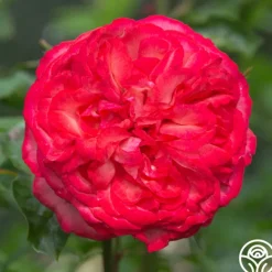 Heirloom Roses Antique Outlet