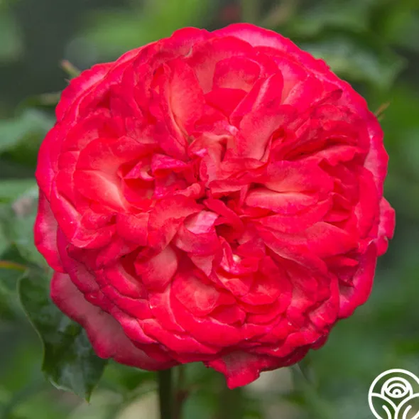Heirloom Roses Antique Outlet