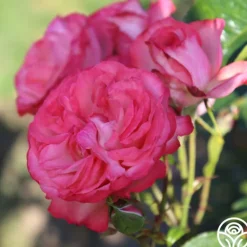 Heirloom Roses Antique Outlet