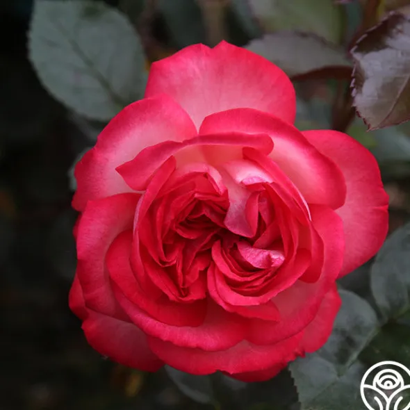 Heirloom Roses Antique Outlet