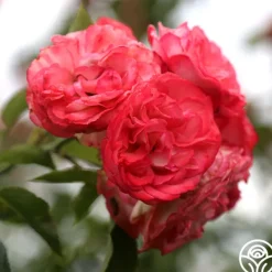 Heirloom Roses Antique Outlet