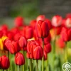 Heirloom Roses Apeldoorn