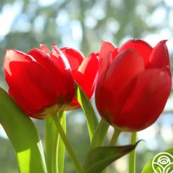 Heirloom Roses Apeldoorn