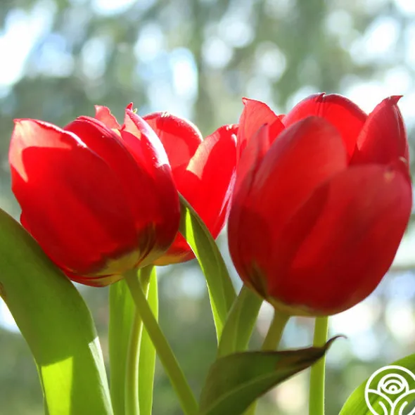 Heirloom Roses Apeldoorn