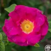 Heirloom Roses Apothecary's Rose Sale