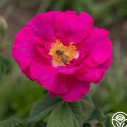 Heirloom Roses Apothecary's Rose Sale