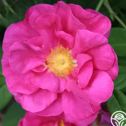 Heirloom Roses Apothecary's Rose Sale
