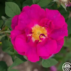 Heirloom Roses Apothecary's Rose Sale