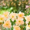 Heirloom Roses Apple Pie Discount