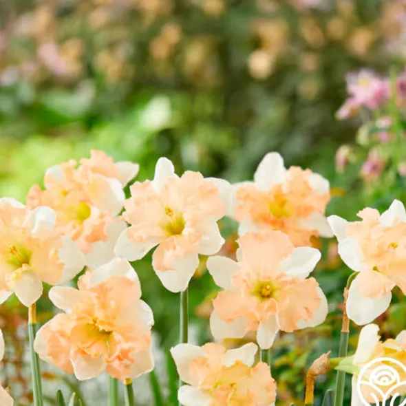 Heirloom Roses Apple Pie Discount