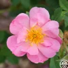 Heirloom Roses Applejack New