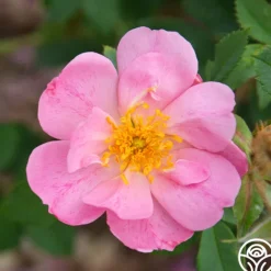 Heirloom Roses Applejack New