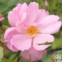 Heirloom Roses Applejack New