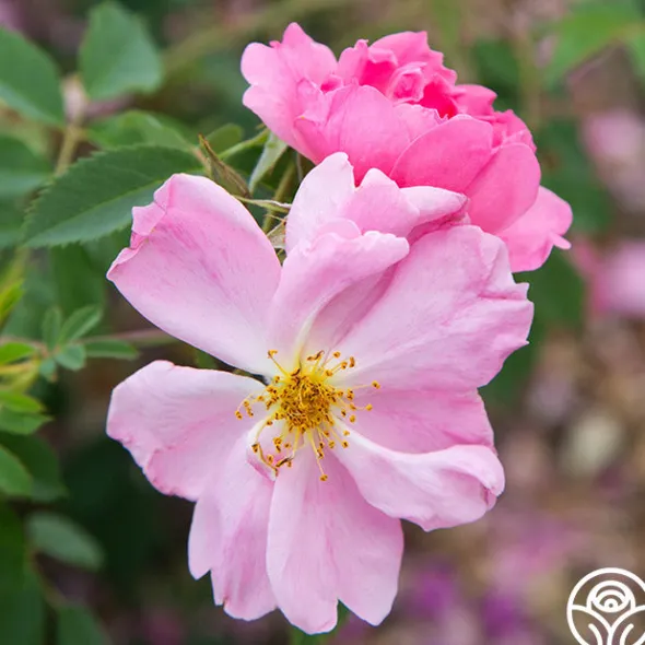 Heirloom Roses Applejack New
