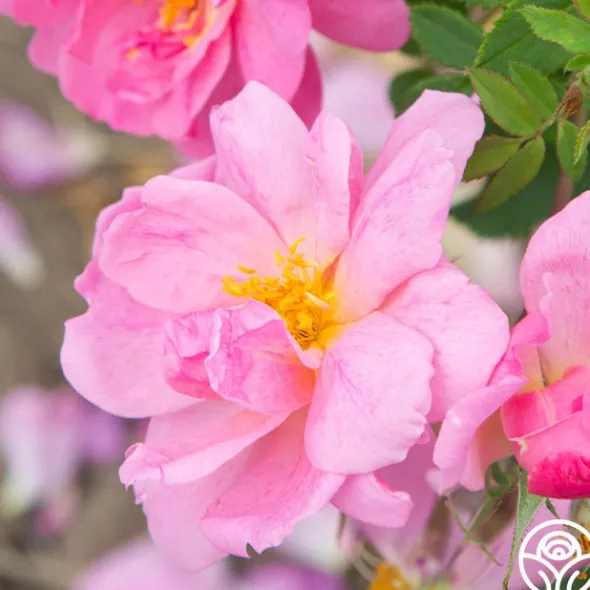 Heirloom Roses Applejack New