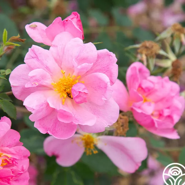 Heirloom Roses Applejack New