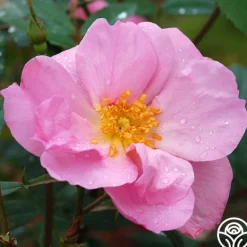 Heirloom Roses Applejack New