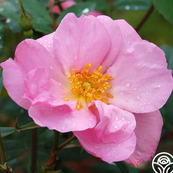 Heirloom Roses Applejack New