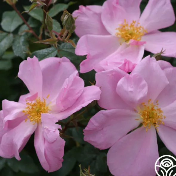 Heirloom Roses Applejack New