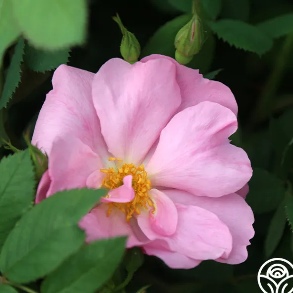 Heirloom Roses Applejack New