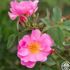 Heirloom Roses Applejack New