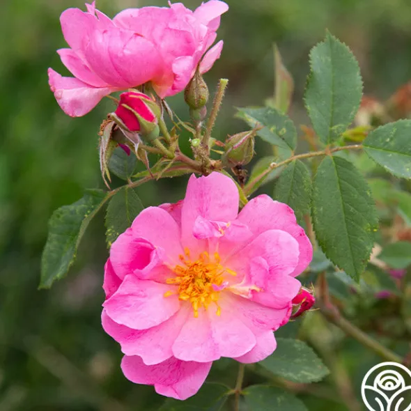 Heirloom Roses Applejack New
