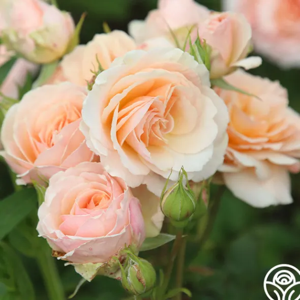 Heirloom Roses Apricot Abundance™ Clearance