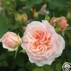 Heirloom Roses Apricot Abundance™ Clearance