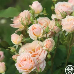 Heirloom Roses Apricot Abundance™ Clearance
