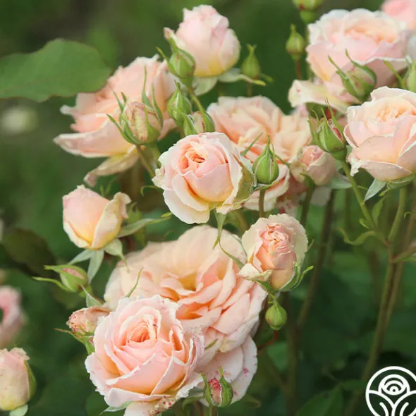 Heirloom Roses Apricot Abundance™ Clearance