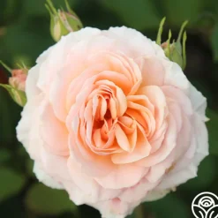 Heirloom Roses Apricot Abundance™ Clearance
