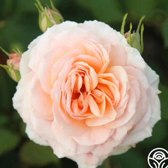 Heirloom Roses Apricot Abundance™ Clearance
