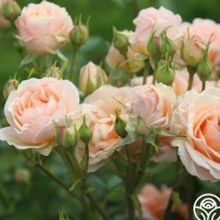 Heirloom Roses Apricot Abundance™ Clearance