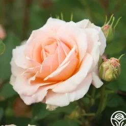 Heirloom Roses Apricot Abundance™ Clearance