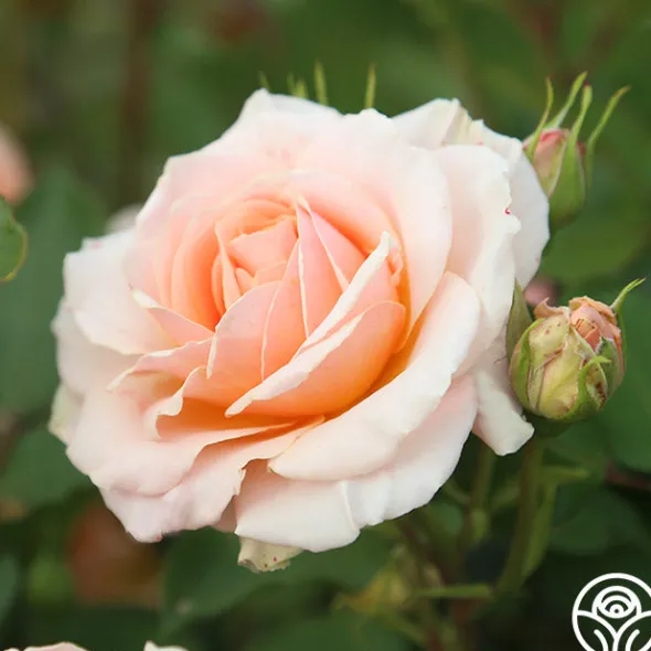 Heirloom Roses Apricot Abundance™ Clearance