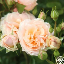 Heirloom Roses Apricot Abundance™ Clearance