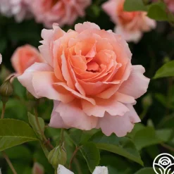 Heirloom Roses Apricot Candy™