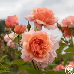 Heirloom Roses Apricot Candy™