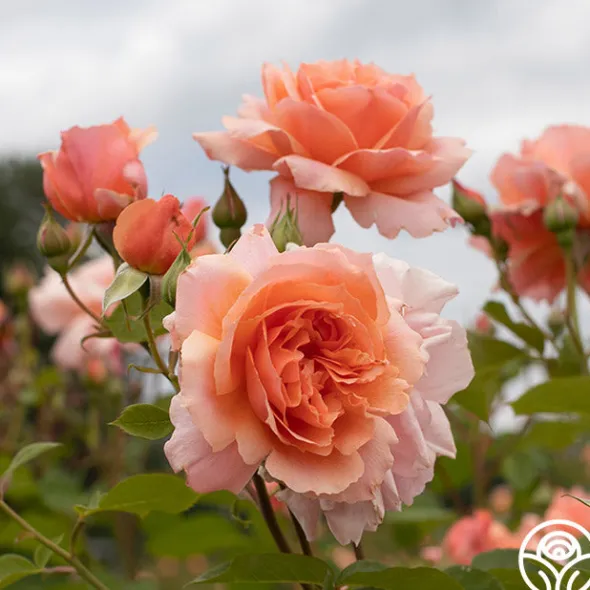 Heirloom Roses Apricot Candy™